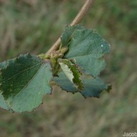 Triumfetta glabra Spreng.